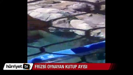 Frizbi oynayan ayı