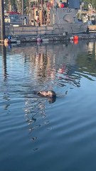 Momma Sea Otter Loves Her Baby