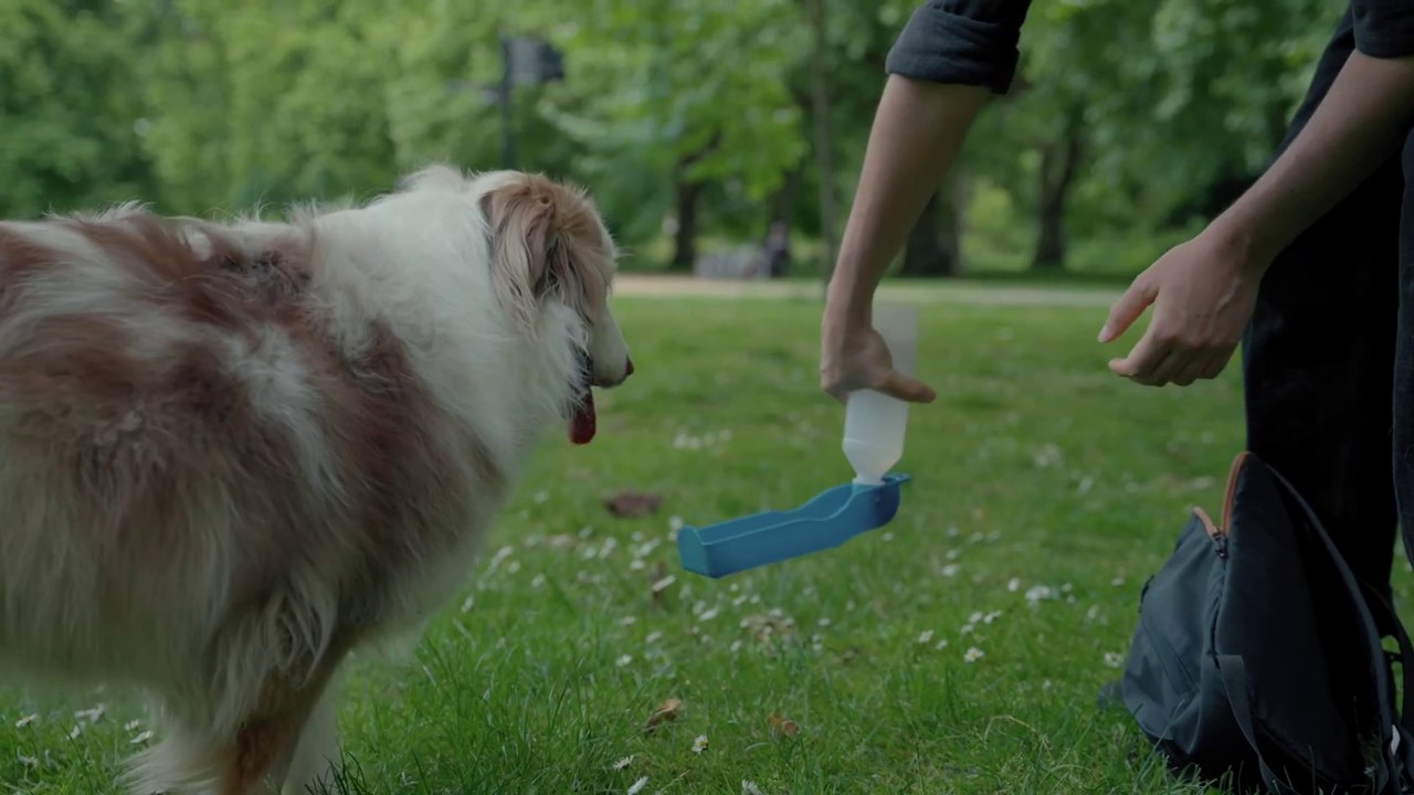 A Dog Drinks Water From A Portable Pet Water Bottle.