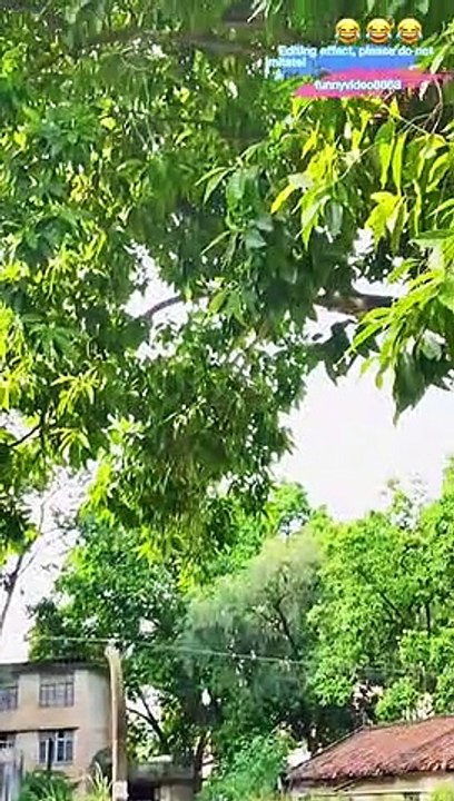 funny videos, can't stop laughing