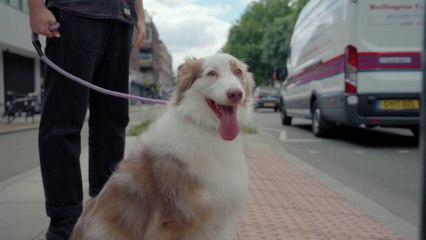 A Cute Australian Shepherd In The City.