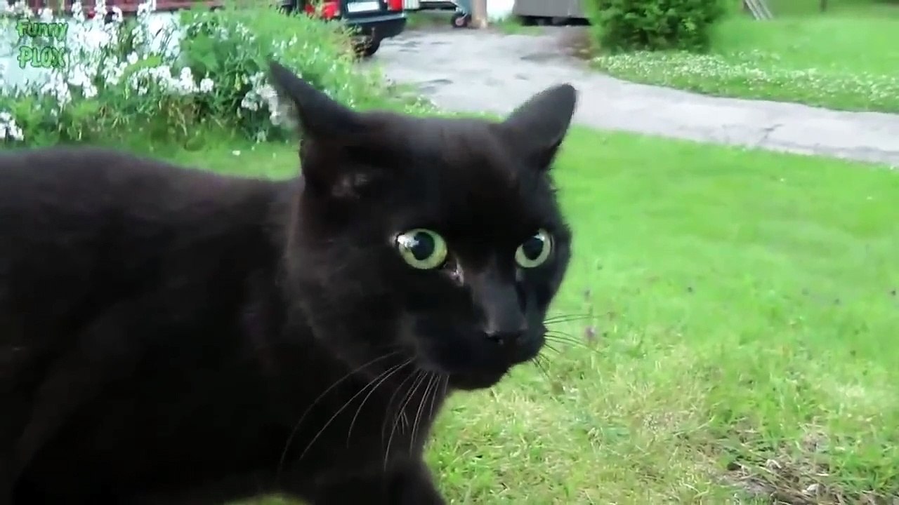 KUCING LUCU MENGEONG / FUNNY CAT COMPILATION