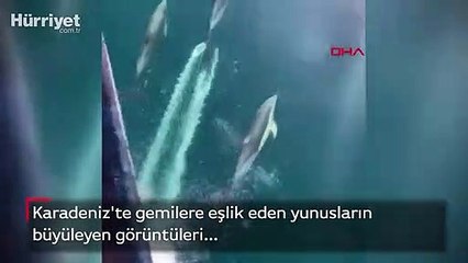 Karadeniz'te gemilere eşlik eden yunusların büyüleyen görüntüsü