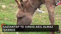 Gaziantep'te sıpaya akıl almaz işkence