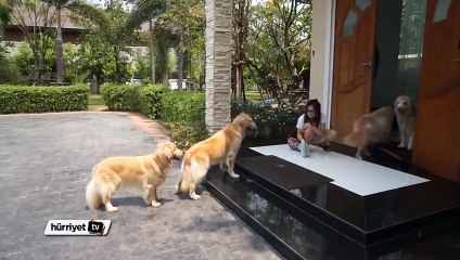 Sırasını bekleyen köpekler