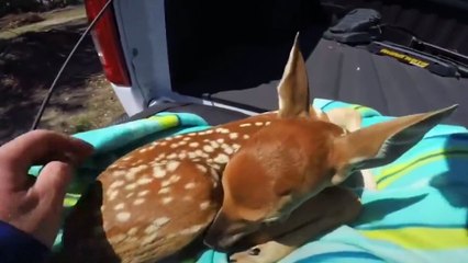 30 Animals That Asked People for Help !