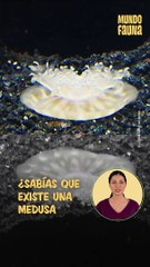 Te presento a la medusa invertida: no pica, pero lanza nubes de 'partículas' venenosa