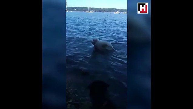 Boğulmak üzere olan yavru geyiği kurtaran kahraman köpek!