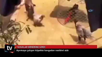 Tavuklar birbirine girdi, köpek de gerginlikten nasibini aldı