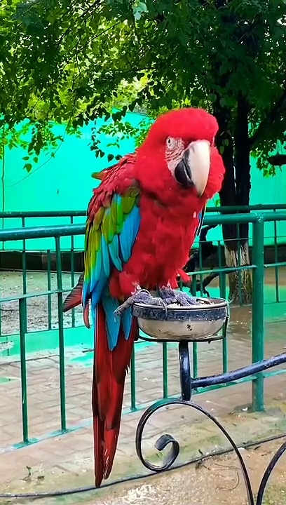 Red Colour Macaw Parrot