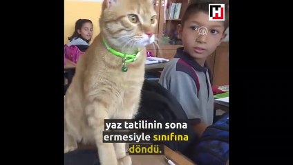 Kedi "Tombi" yaz tatilinin ardından okula döndü