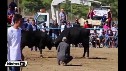 Kızgın boğalar güçlükle zaptedildi