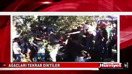 KESİLEN AĞAÇLARI TEKRAR DİKTİLER