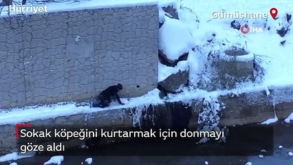 Gümüşhane'den iç ısıtan görüntüler! Köpeği kurtarmak için dakikalarca uğraştı