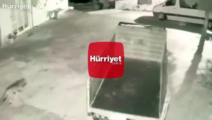 Aç kalan kurtlar mahalleye indi