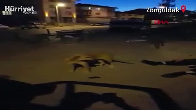 3 aydır kayıp köpeğiyle kavuşma anı duygulandırdı