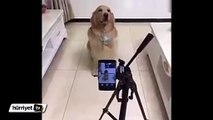 Kameraya gülümseyerek poz veren sevimli köpek