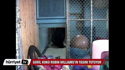 Goril Koko Robin Williams’ın yasını tutuyor