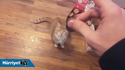 Kör kedi kendisiyle oynayan sahibini korkuttu