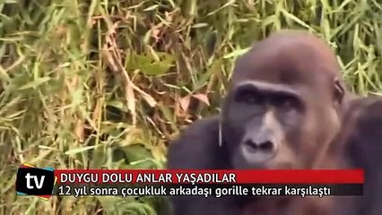 12 yıl sonra çocukluk arkadaşı gorille tekrar karşılaştı