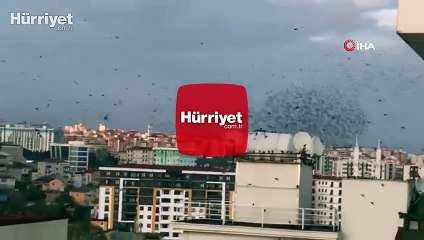 Sığırcıkların görsel şöleni görenleri hayran bıraktı