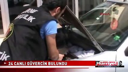 OTOMOBİLİN MOTORUNDAN 24 GÜVERCİN ÇIKTI