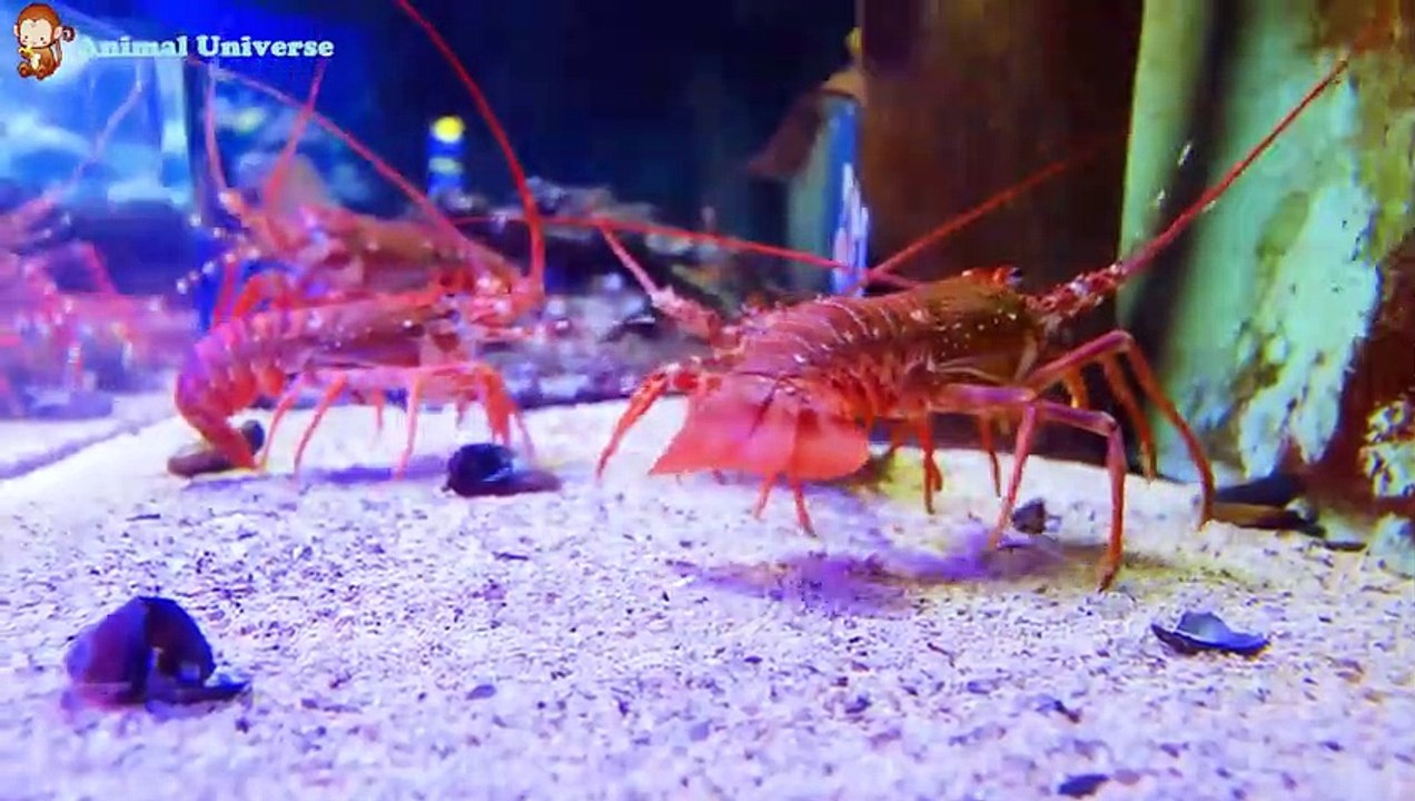 Familiar animal sounds help children eat well, cows, horses, dogs, elephants, chickens