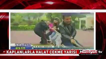 KAPLANLARLA HALAT ÇEKME YARIŞI