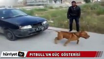 Pitbull 1 tonluk otomobili çekti