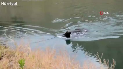 Gölete düşen hamile inek saatler sonra kurtarıldı
