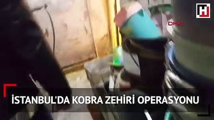İstanbul'da kobra zehiri operasyonu