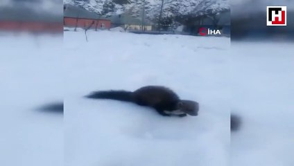 Dondurucu soğukta yiyecek arayan sansarın rahat davranışı şaşırttı