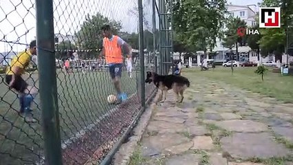 Sokak köpeğinin futbol tutkusu