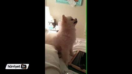 Sevimli köpekten görülmedik hapşırma!
