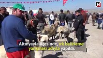 Sivas'ta Kangal köpekleri şampiyon olmak için yarıştı