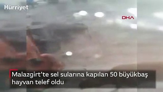 Malazgirt'te sel sularına kapılan 50 büyükbaş hayvan telef oldu