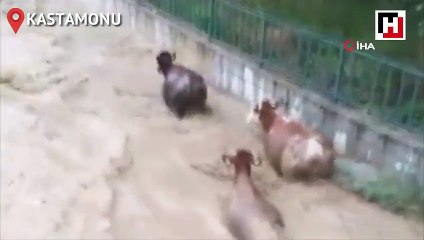 Taşköprü'de hayvanlar sele böyle kapıldı