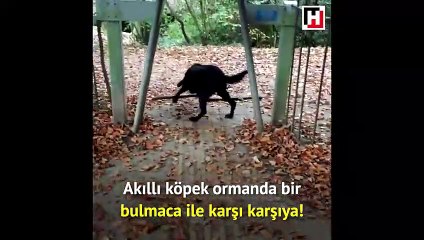 Pes etmeyen köpek en sonunda başardı!