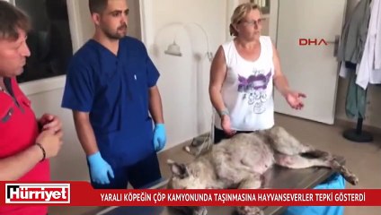 Yaralı köpeğin çöp kamyonunda taşınmasına hayvanseverler tepki gösterdi