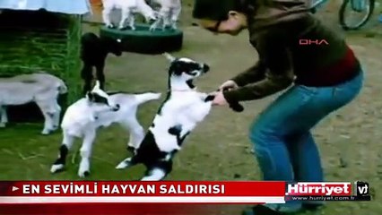KEÇİ YAVRULARI KADINA BÖYLE SALDIRDI