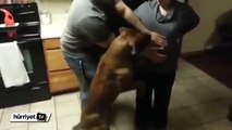 Hamile kadının karnına dokunmasına izin vermeyen köpek