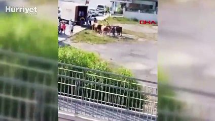 Sultangazi'de kapalı kasa kamyonette havasız kalan 4 kurbanlık öldü