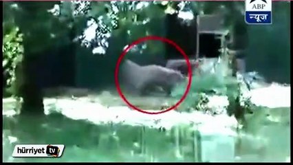 Vahşi kaplan, Hint genci böyle öldürdü