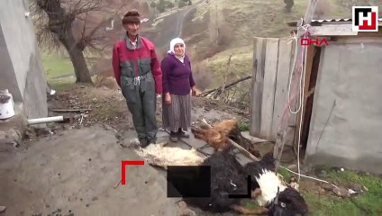 Yaklaşık 200 küçükbaş hayvan veba nedeniyle telef oldu