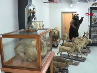 Türkiye'nin ilk zooloji müzesi 7 yıl sonra yeniden açılıyor