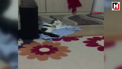 Kedisiyle insan gibi iletişim kuruyor