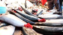 Balıkesir haberleri: Bandırma'da palamut rekor kırdı