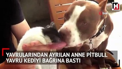 Pitbulldan yavru kediye anne şefkati