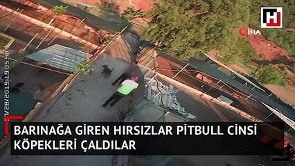 Barınağa giren hırsızlar pitbull cinsi köpekleri çalıp kaçtı