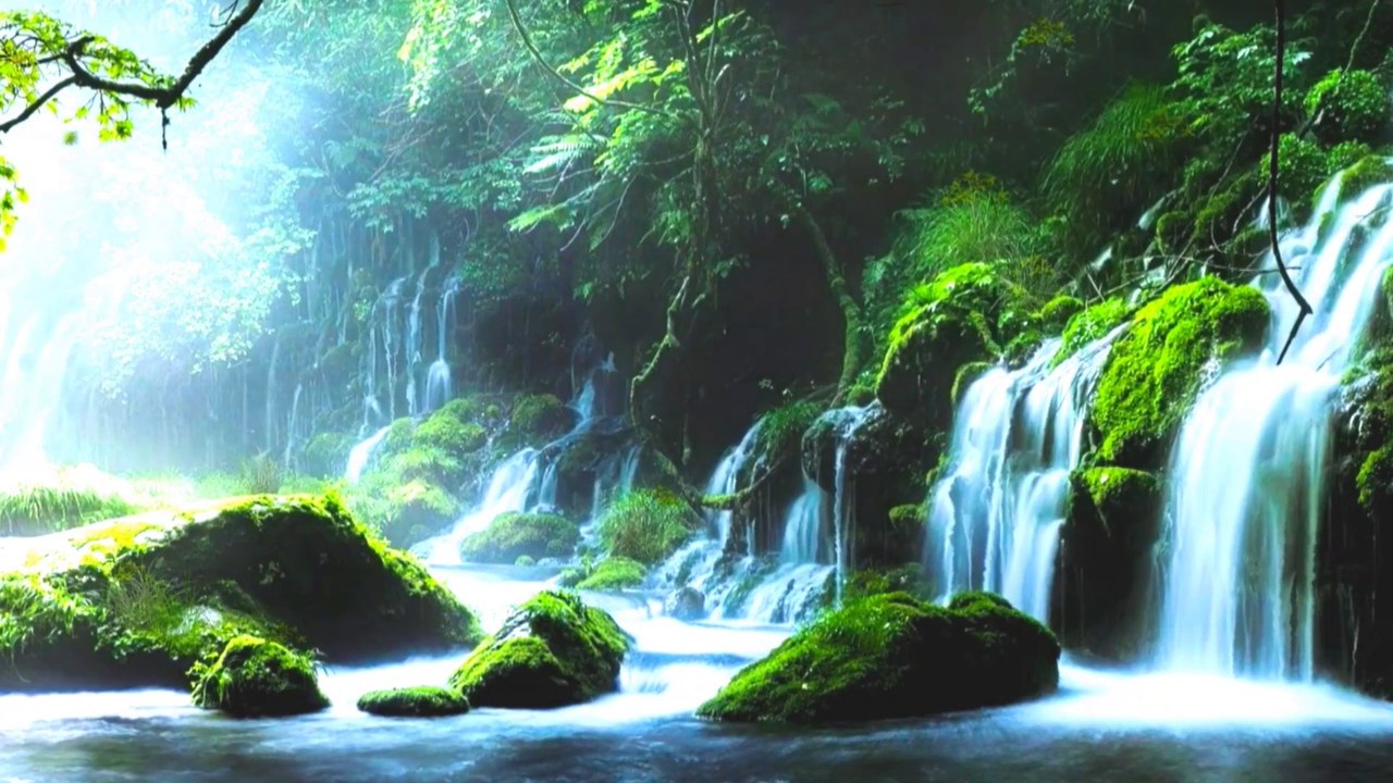 forest river that soothes the soul